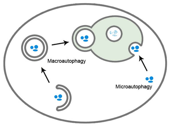 autophagy diagram