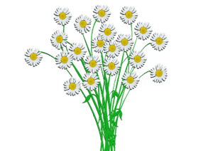 chamomile plant